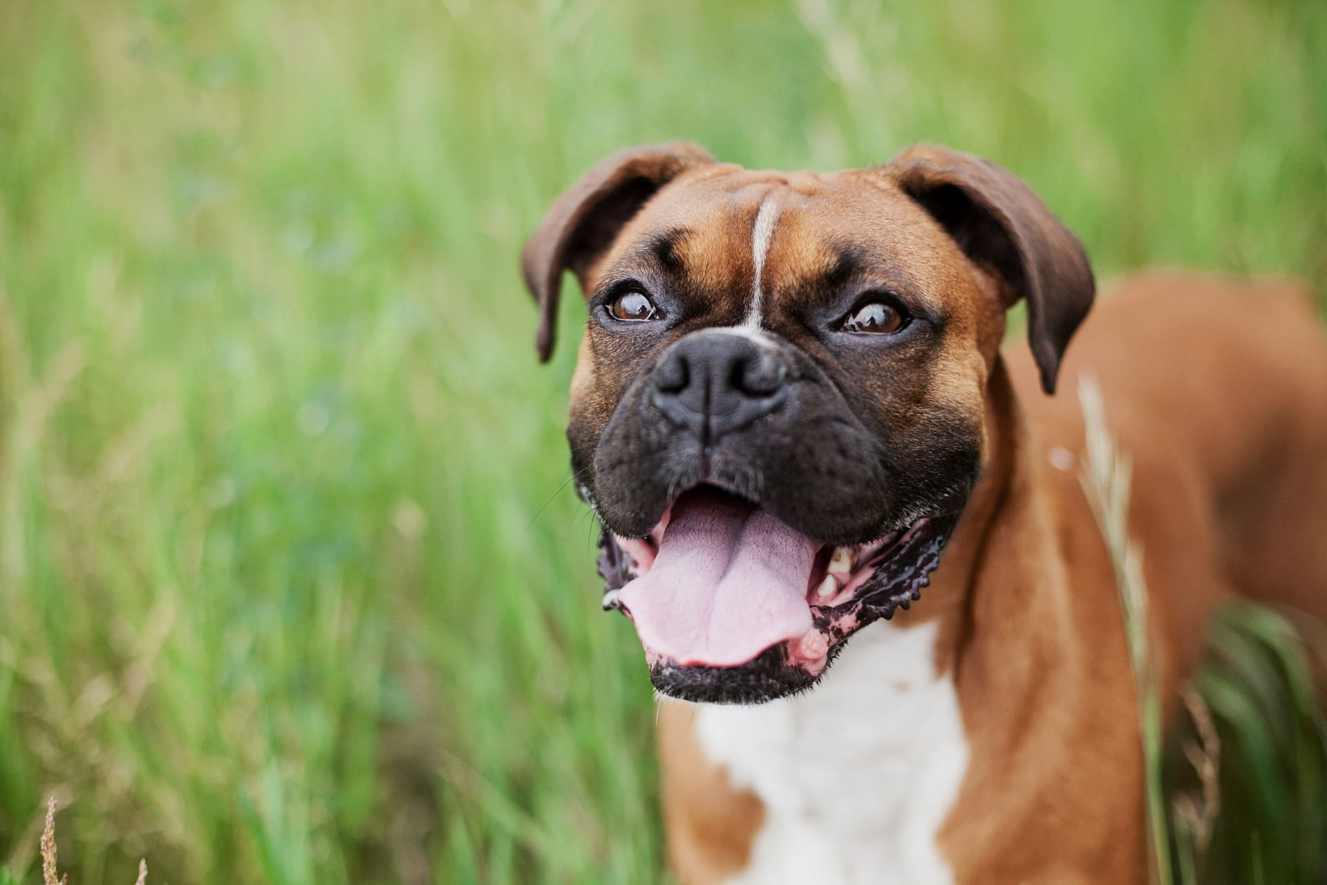 Boxer hond – Alles wat je wil weten