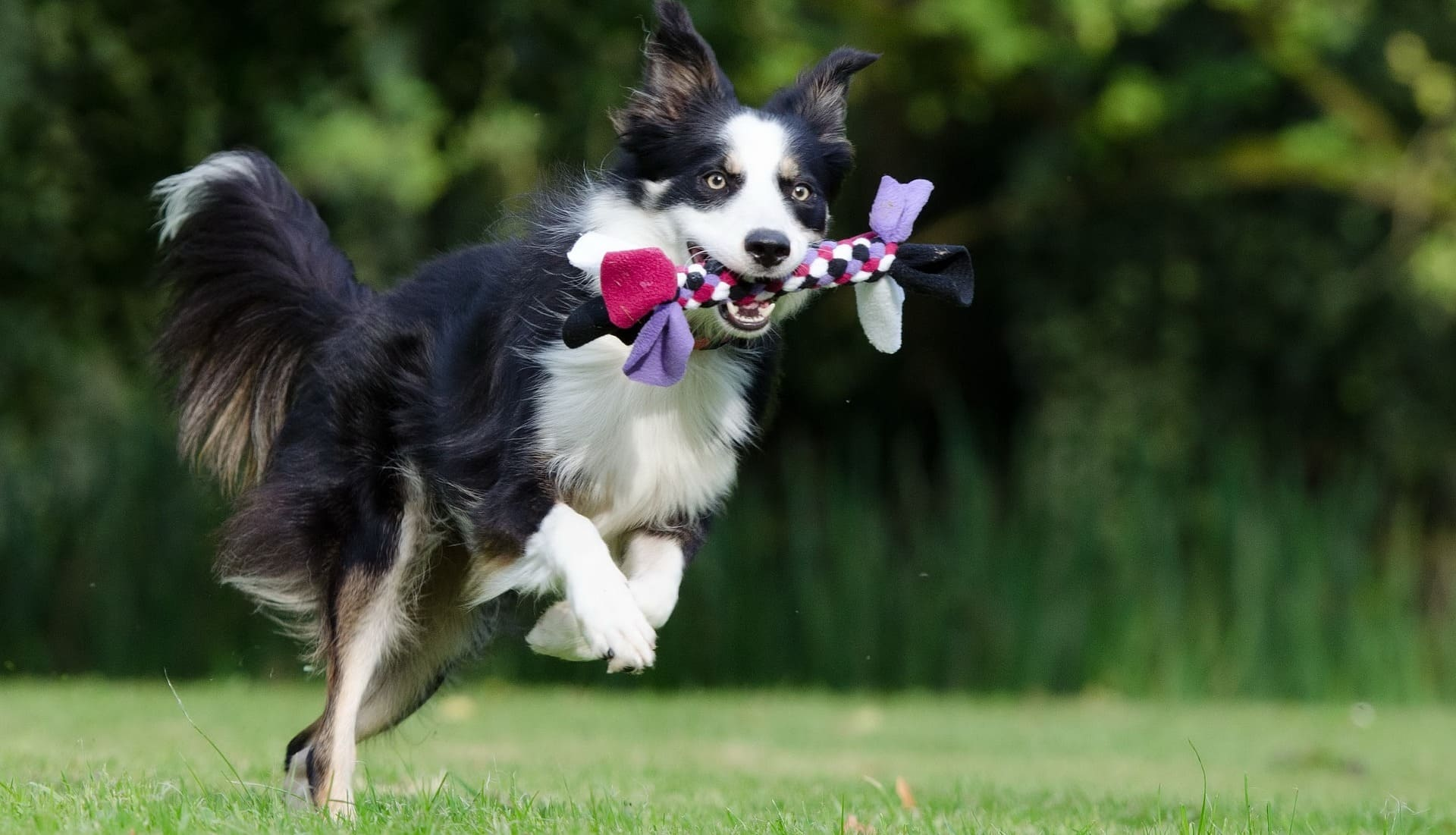 Border Collie hond – Alles wat je wil weten