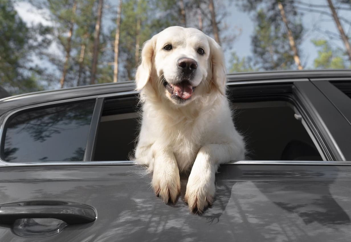 Ingerichte tent huren met hond – zo gaat dat!