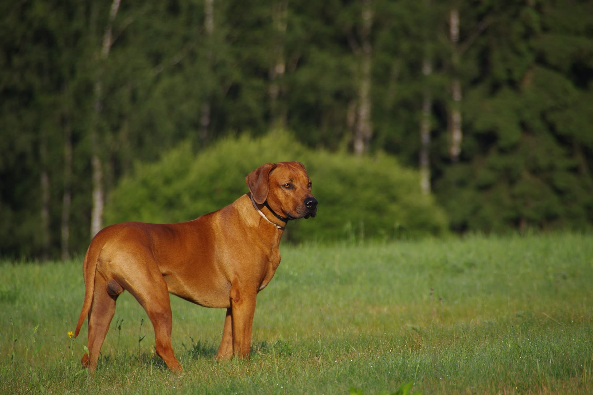 Hond Rhodesian Ridgeback – Alles wat je wil weten
