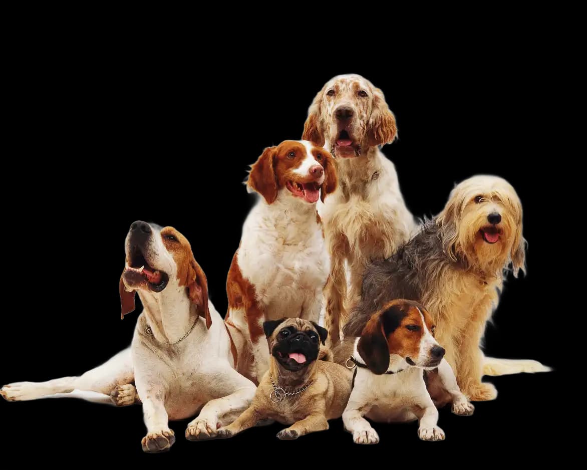 Zes verschillende honden - Doggy Time