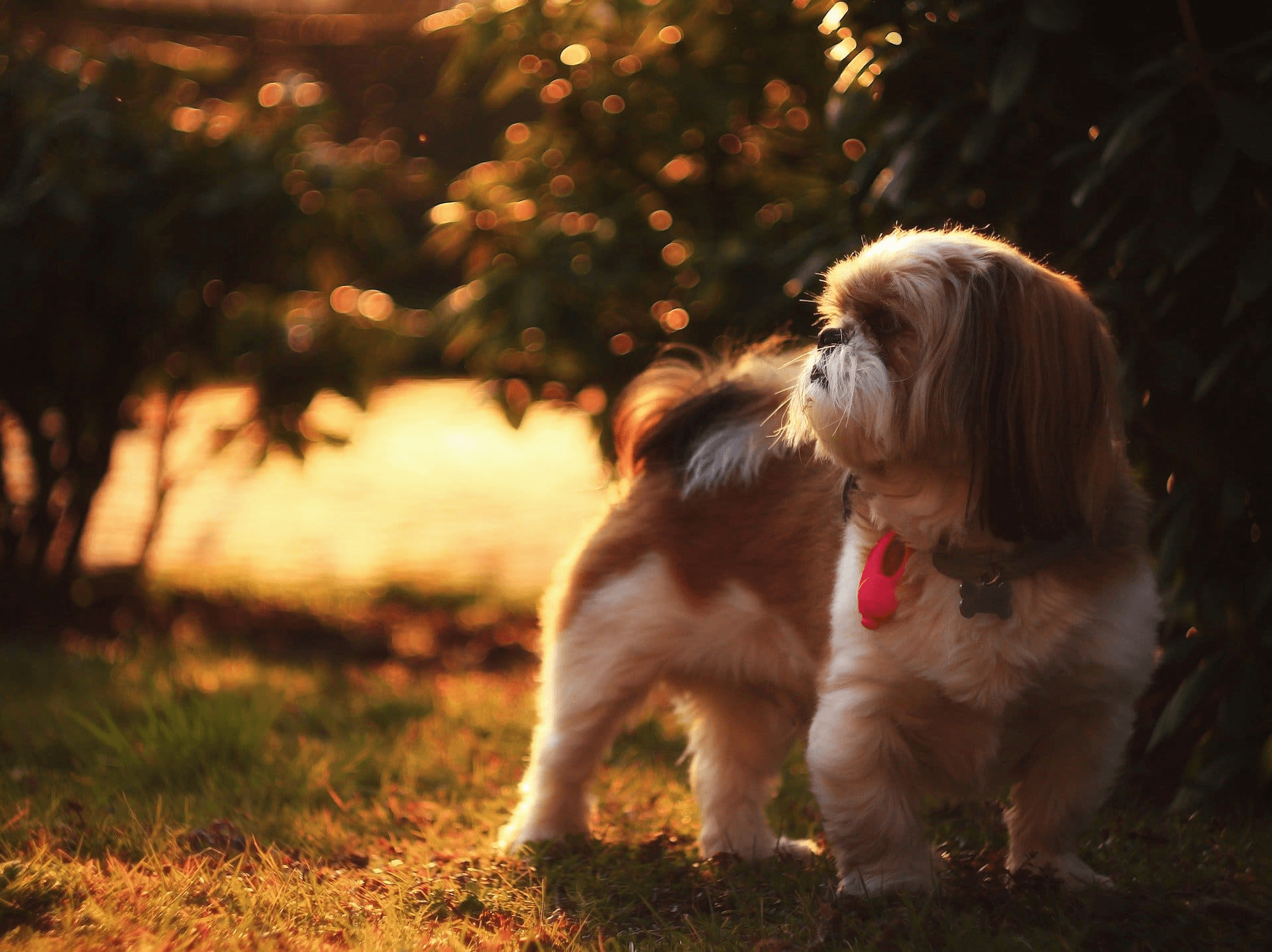Shih Tzu karakter β Alles wat je wil weten