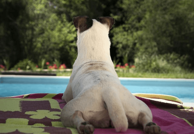 Camping Nederland met hond en zwembad β de beste tips