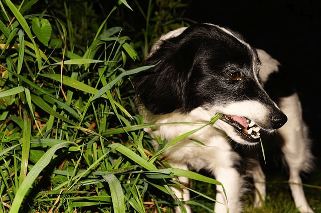 Waarom eet mijn hond gras? Dit zijn de redenen!