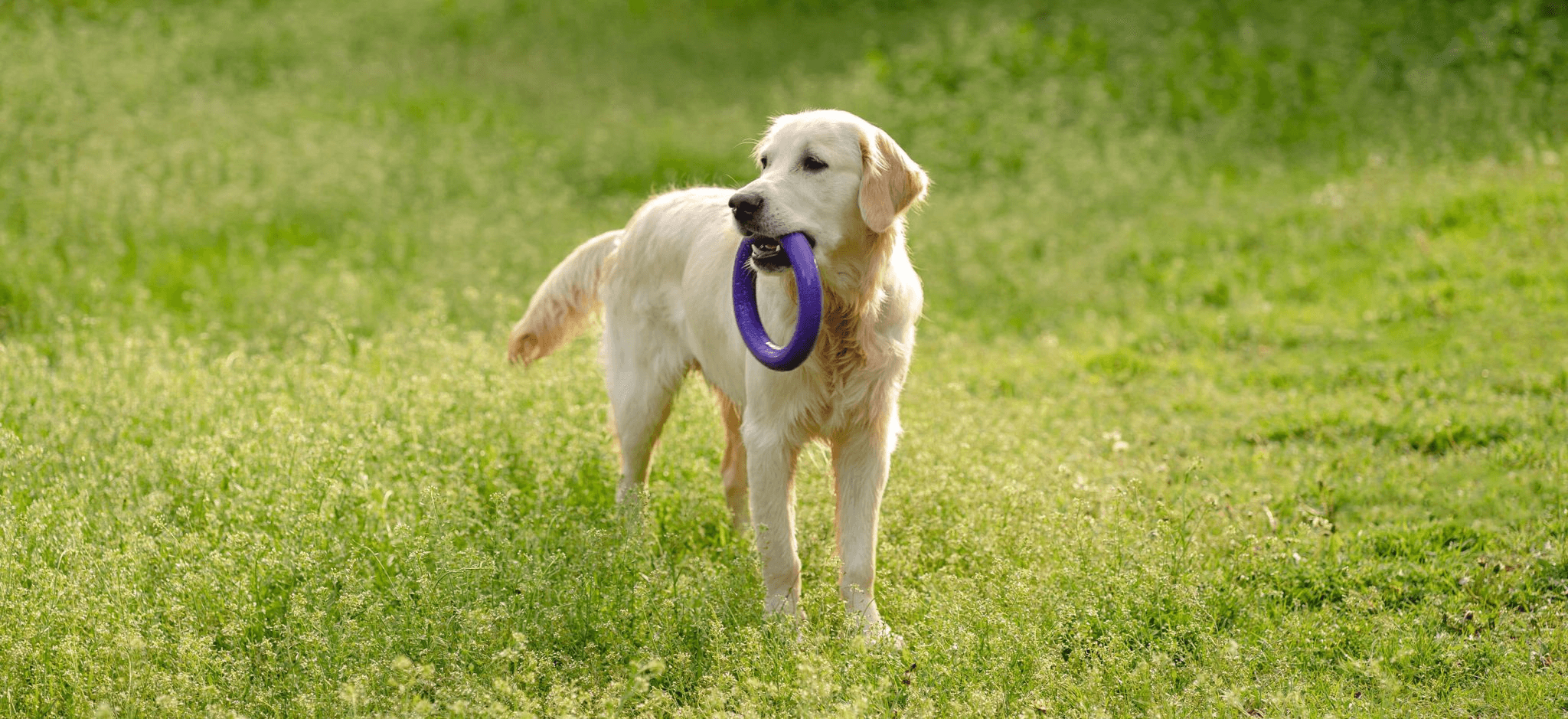 Hond Golden Retriever – Alles wat je wil weten