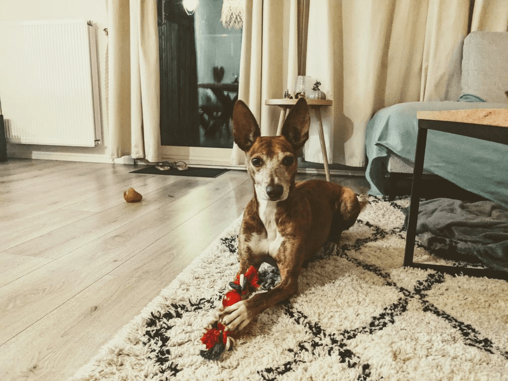 Dierenoppas Ede — Doggy Time