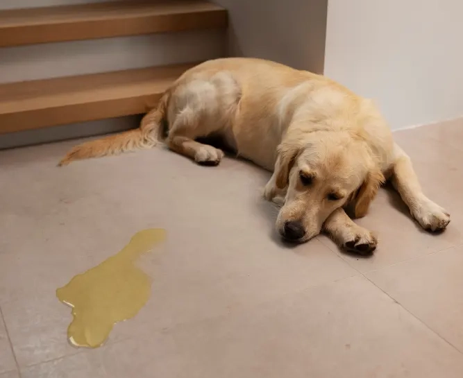 Hoelang kan een hond zonder uitlaten?