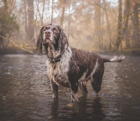 Wat te doen met je hond als het regent: dé 6 activiteiten