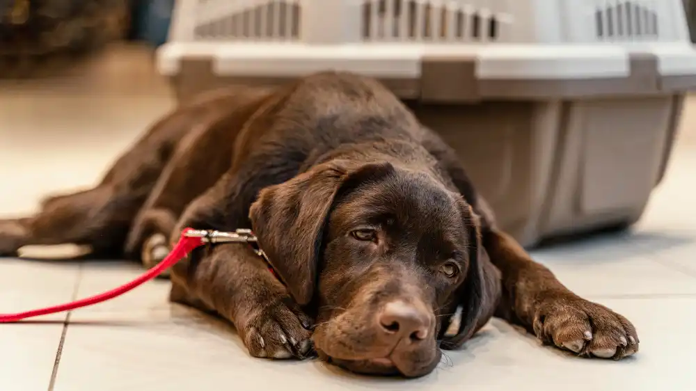 Oververhitting hond voorkomen