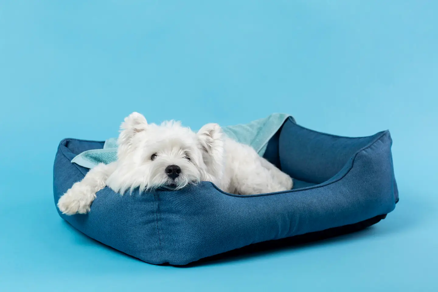 Hondenmanden soorten vergelijken via Doggy Time
