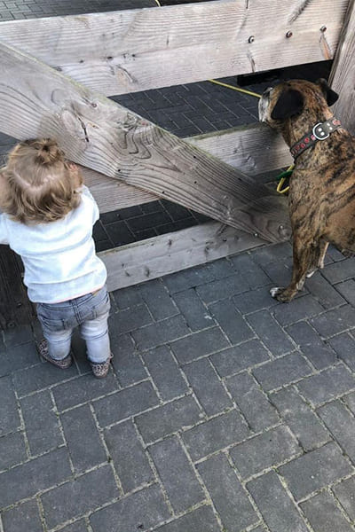 Kindvriendelijke hond Boxer houdt de tuin in de gaten