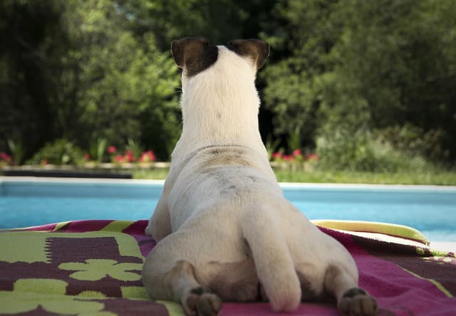 Camping met hond en zwembad - Jack Russel kijkt naar zwembad